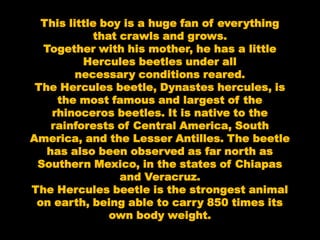 This little boy is a huge fan of everything
that crawls and grows.
Together with his mother, he has a little
Hercules beetles under all
necessary conditions reared.
The Hercules beetle, Dynastes hercules, is
the most famous and largest of the
rhinoceros beetles. It is native to the
rainforests of Central America, South
America, and the Lesser Antilles. The beetle
has also been observed as far north as
Southern Mexico, in the states of Chiapas
and Veracruz.
The Hercules beetle is the strongest animal
on earth, being able to carry 850 times its
own body weight.