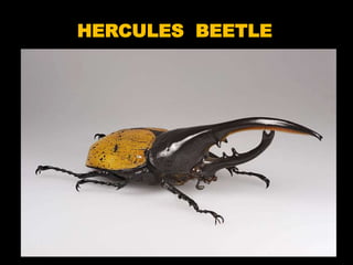 HERCULES BEETLE

         HERCULES BEETLE
 