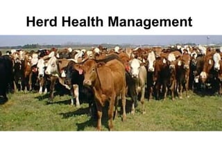 Herd Health Management
 