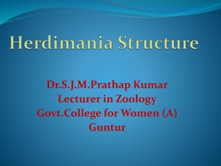 Dr.S.J.M.Prathap Kumar
Lecturer in Zoology
Govt.College for Women (A)
Guntur
 
