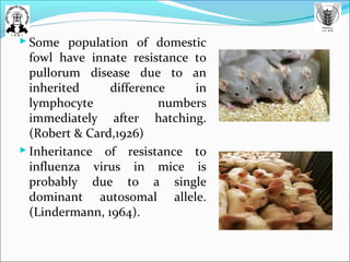  Some population of domestic
fowl have innate resistance to
pullorum disease due to an
inherited difference in
lymphocyte numbers
immediately after hatching.
(Robert & Card,1926)
 Inheritance of resistance to
influenza virus in mice is
probably due to a single
dominant autosomal allele.
(Lindermann, 1964).
 