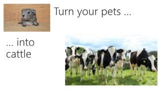 Herding Cattle with Azure Container Service (ACS)