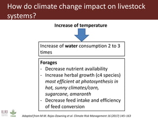 Climate change and herd management adaptation strategies