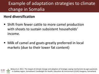 Climate change and herd management adaptation strategies