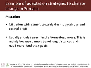 Climate change and herd management adaptation strategies