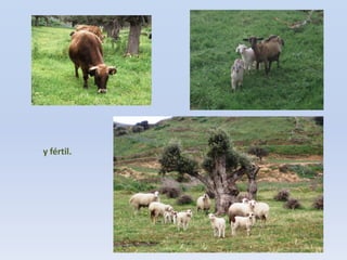 y fértil.

 