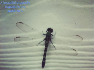 A beautiful dragonfly
trapped in my
apartment.
 