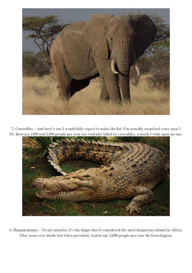 Here are the top 19 animals that kill the most humans