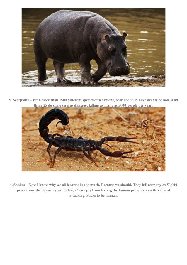 Here are the top 19 animals that kill the most humans