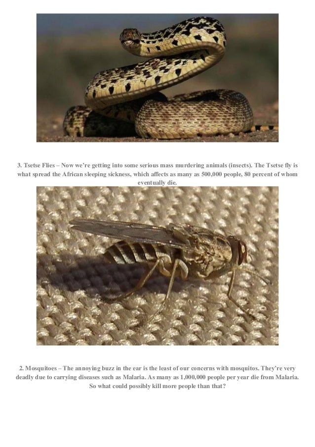 Here are the top 19 animals that kill the most humans