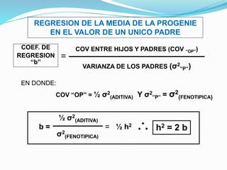 REGRESION DE LA MEDIA DE LA PROGENIE 
EN EL VALOR DE UN UNICO PADRE 
COEF. DE 
REGRESION 
“b” 
COV ENTRE HIJOS Y PADRES (COV “OP”) 
VARIANZA DE LOS PADRES (σ2 
”P”) 
= 
EN DONDE: 
COV “OP” = ½ σ2 
(ADITIVA) Y σ2 
”P” = σ2 
(FENOTIPICA) 
b = 
½ σ2 
(ADITIVA) 
σ2 
(FENOTIPICA) 
= ½ h2 h2 = 2 b 
 