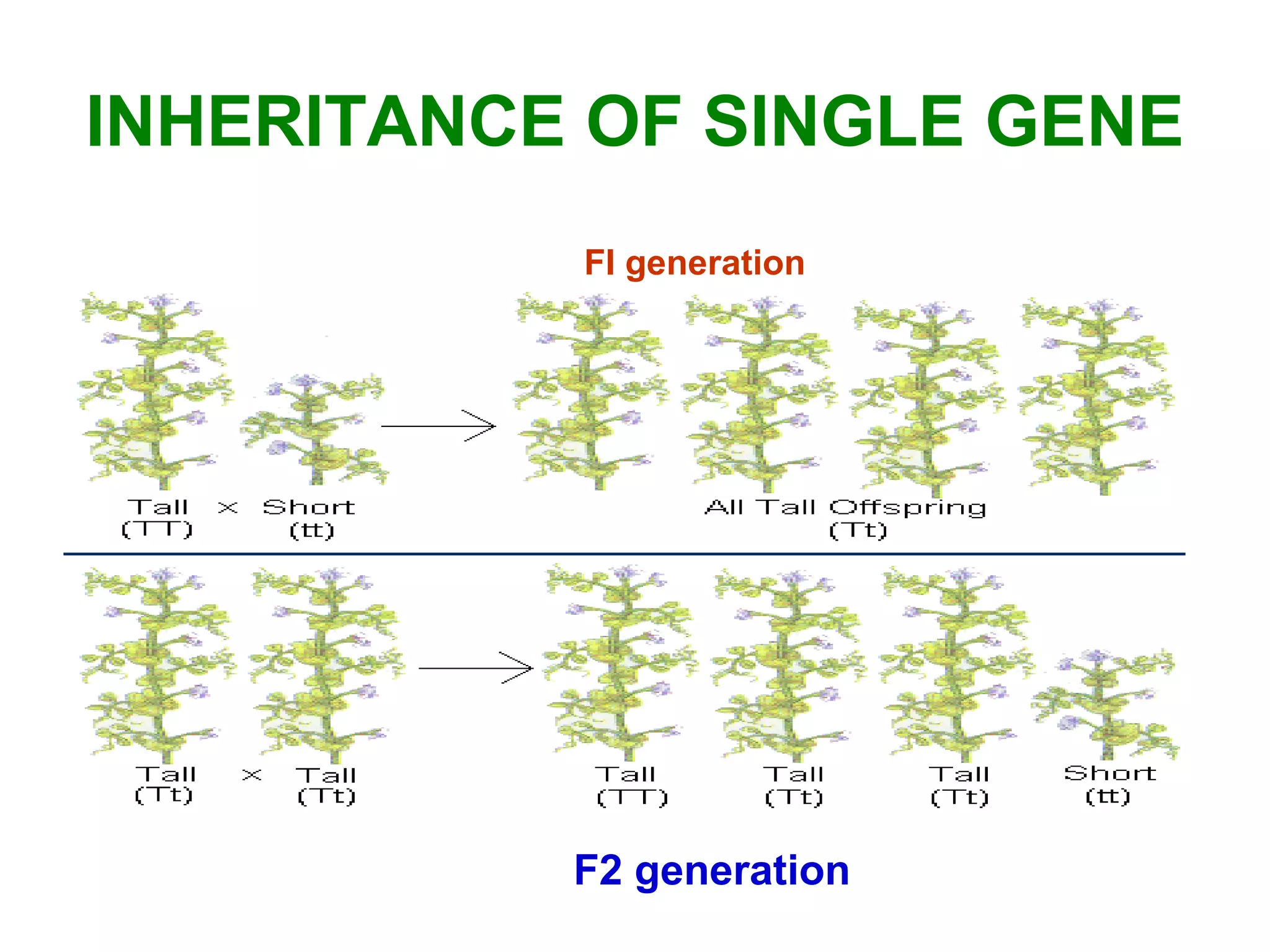 INHERITANCE OF SINGLE GENE
FI generation
F2 generation
 