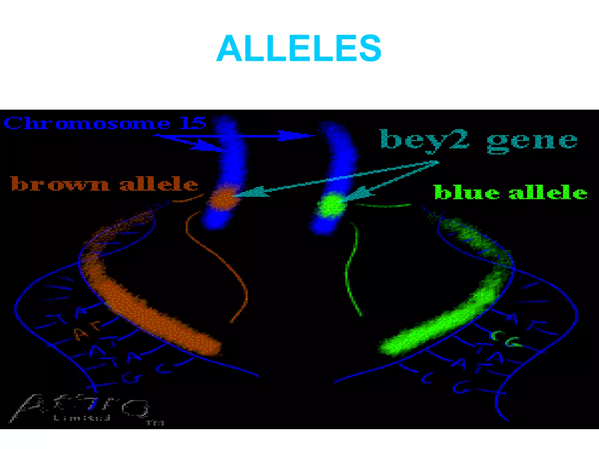 ALLELES
 