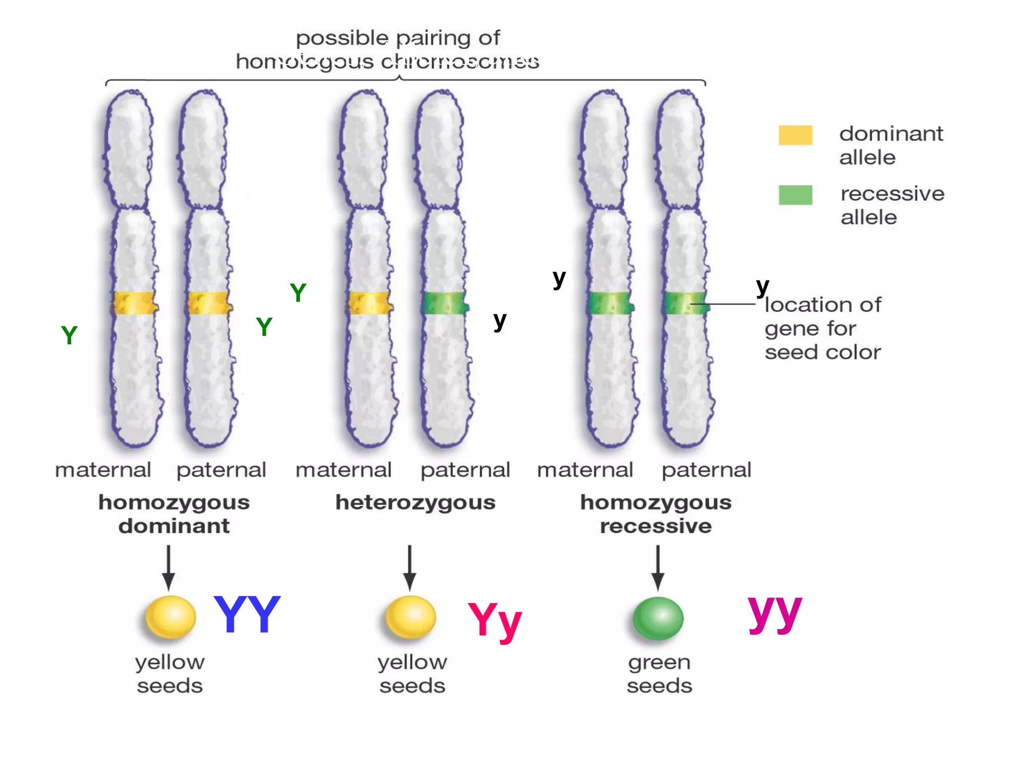 Genes, Alleles, and Chromosomes
YY Yy yy
Y Y
Y
y
y y
 
