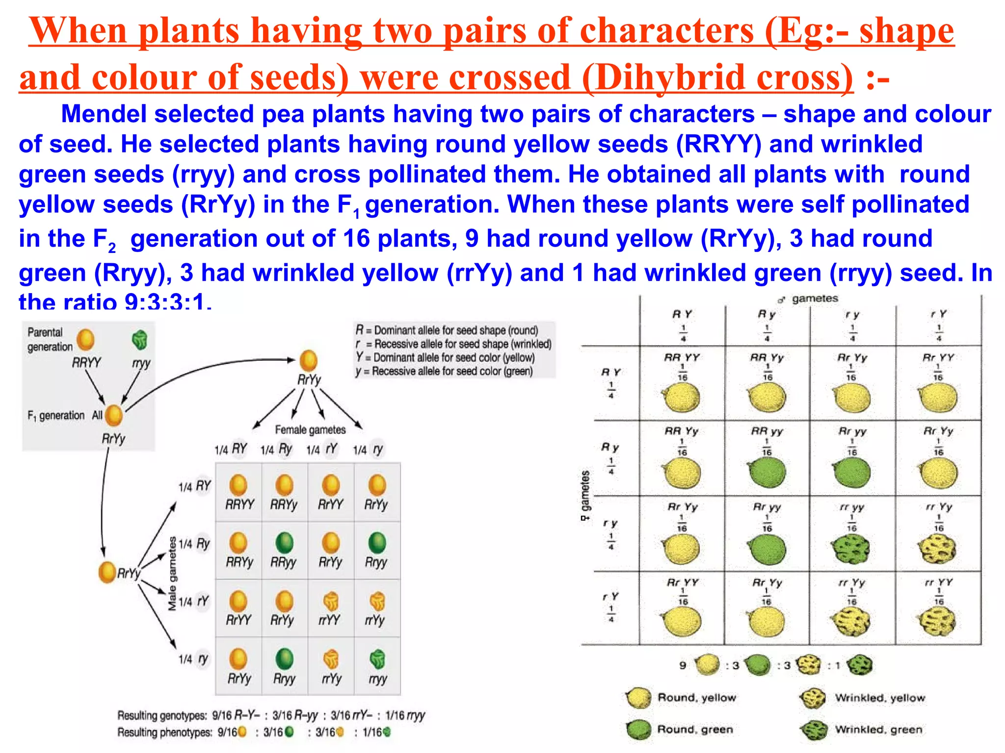 When plants having two pairs of characters (Eg:- shape
and colour of seeds) were crossed (Dihybrid cross) :-
Mendel selected pea plants having two pairs of characters – shape and colour
of seed. He selected plants having round yellow seeds (RRYY) and wrinkled
green seeds (rryy) and cross pollinated them. He obtained all plants with round
yellow seeds (RrYy) in the F1 generation. When these plants were self pollinated
in the F2 generation out of 16 plants, 9 had round yellow (RrYy), 3 had round
green (Rryy), 3 had wrinkled yellow (rrYy) and 1 had wrinkled green (rryy) seed. In
the ratio 9:3:3:1.
 