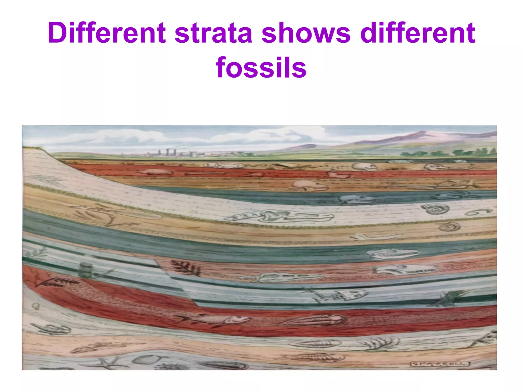 Different strata shows different
fossils
 