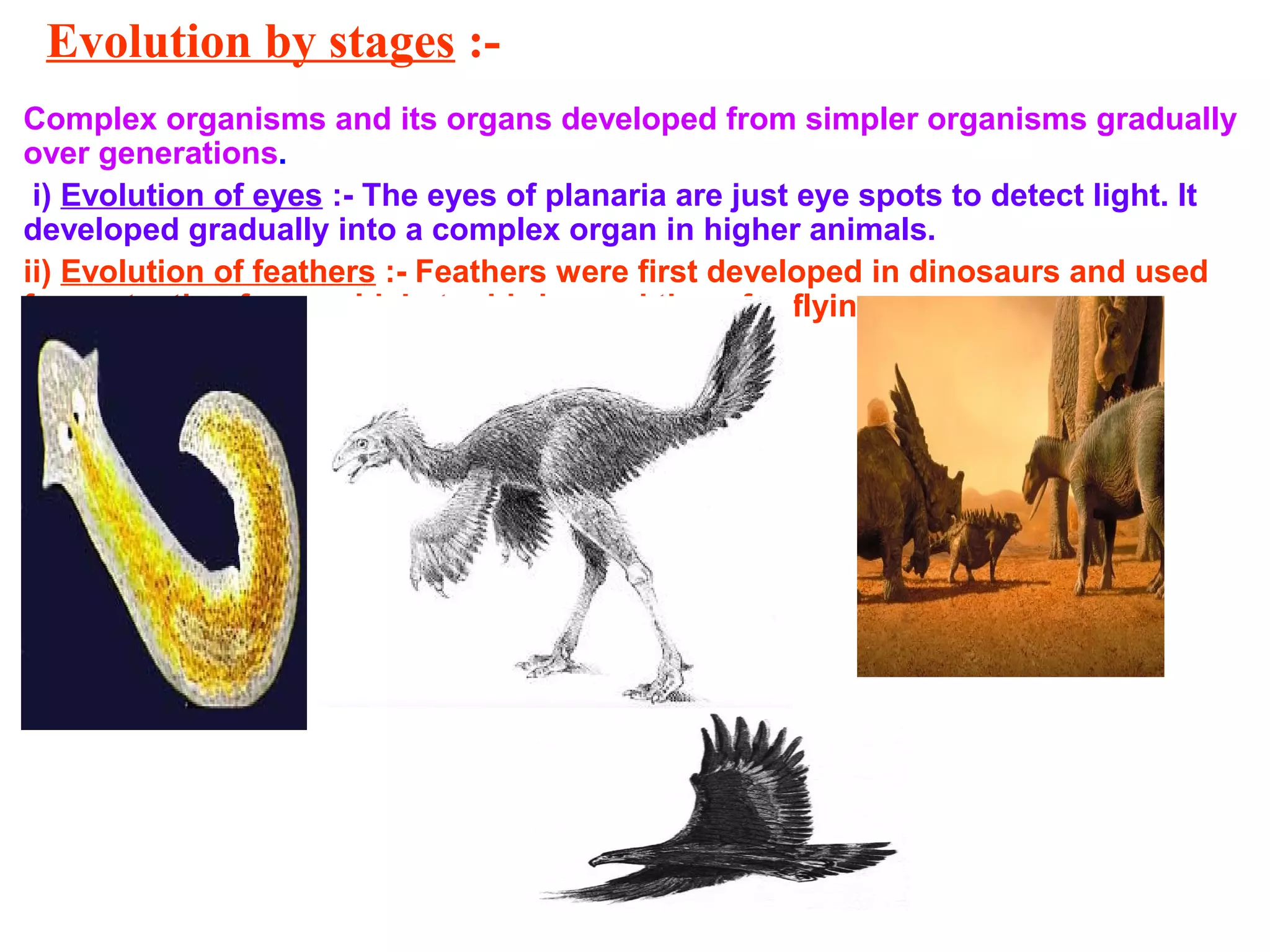 Evolution by stages :-
Complex organisms and its organs developed from simpler organisms gradually
over generations.
i) Evolution of eyes :- The eyes of planaria are just eye spots to detect light. It
developed gradually into a complex organ in higher animals.
ii) Evolution of feathers :- Feathers were first developed in dinosaurs and used
for protection from cold. Later birds used them for flying.
 