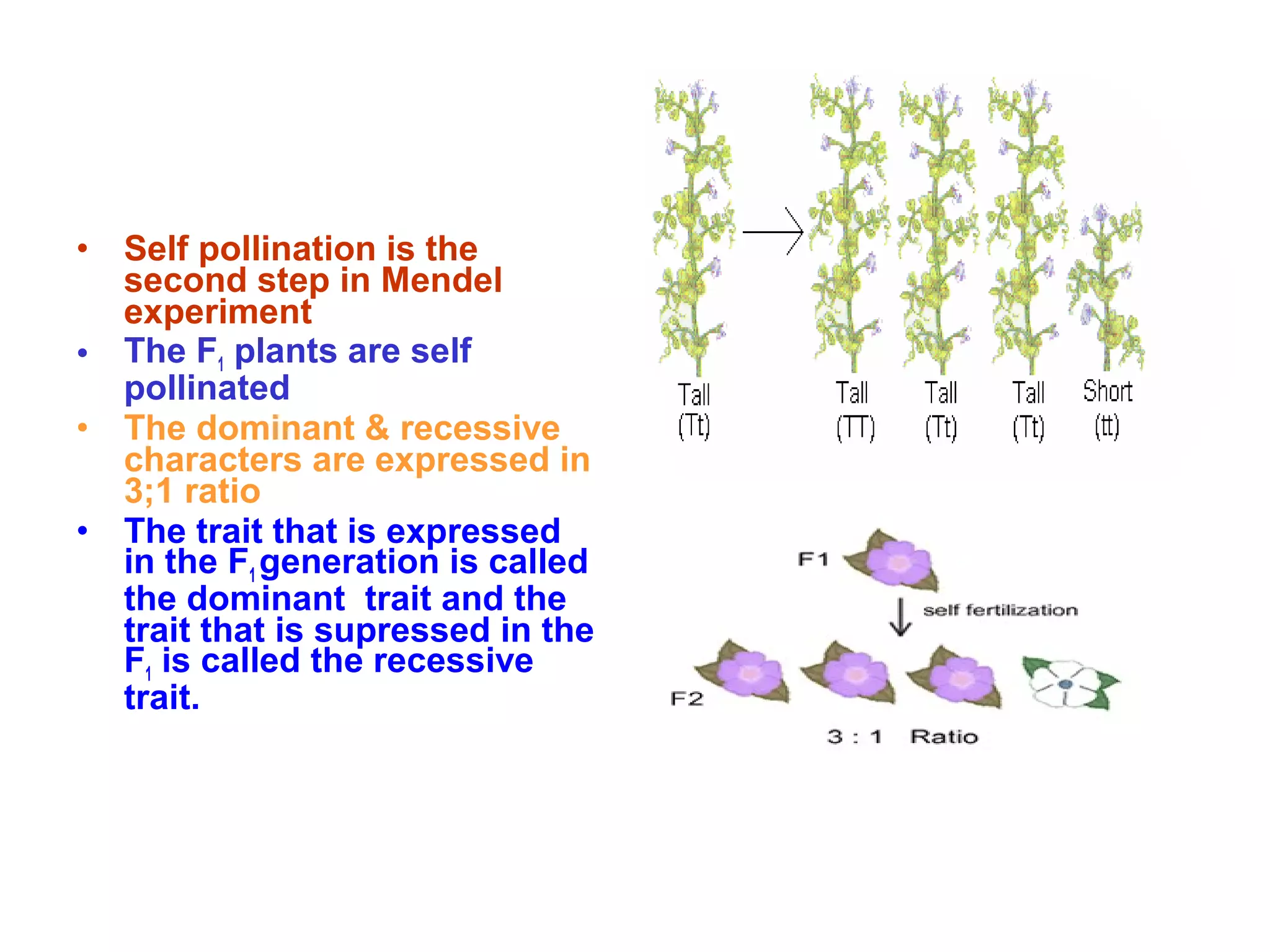 • Self pollination is the
second step in Mendel
experiment
• The F1 plants are self
pollinated
• The dominant & recessive
characters are expressed in
3;1 ratio
• The trait that is expressed
in the F1 generation is called
the dominant trait and the
trait that is supressed in the
F1 is called the recessive
trait.
 