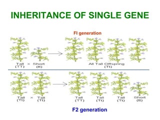 INHERITANCE OF SINGLE GENE
FI generation
F2 generation
 