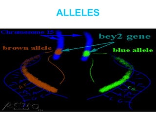 ALLELES
 
