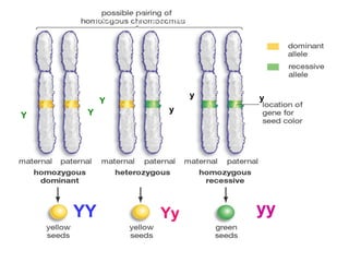Genes, Alleles, and Chromosomes
YY Yy yy
Y Y
Y
y
y y
 