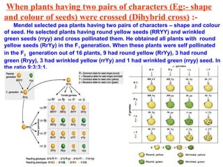 When plants having two pairs of characters (Eg:- shape
and colour of seeds) were crossed (Dihybrid cross) :-
Mendel selected pea plants having two pairs of characters – shape and colour
of seed. He selected plants having round yellow seeds (RRYY) and wrinkled
green seeds (rryy) and cross pollinated them. He obtained all plants with round
yellow seeds (RrYy) in the F1 generation. When these plants were self pollinated
in the F2 generation out of 16 plants, 9 had round yellow (RrYy), 3 had round
green (Rryy), 3 had wrinkled yellow (rrYy) and 1 had wrinkled green (rryy) seed. In
the ratio 9:3:3:1.
 