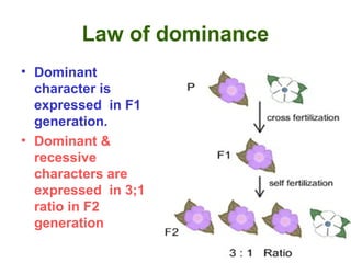 Law of dominance
• Dominant
character is
expressed in F1
generation.
• Dominant &
recessive
characters are
expressed in 3;1
ratio in F2
generation
 