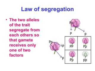 Law of segregation
• The two alleles
of the trait
segregate from
each others so
that gamete
receives only
one of two
factors
 