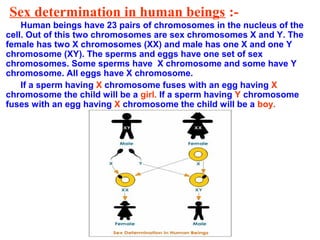 Sex determination in human beings :-
Human beings have 23 pairs of chromosomes in the nucleus of the
cell. Out of this two chromosomes are sex chromosomes X and Y. The
female has two X chromosomes (XX) and male has one X and one Y
chromosome (XY). The sperms and eggs have one set of sex
chromosomes. Some sperms have X chromosome and some have Y
chromosome. All eggs have X chromosome.
If a sperm having X chromosome fuses with an egg having X
chromosome the child will be a girl. If a sperm having Y chromosome
fuses with an egg having X chromosome the child will be a boy.
 