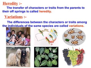 Heredity :-
The transfer of characters or traits from the parents to
their off springs is called heredity.
Variations :-
The differences between the characters or traits among
the individuals of the same species are called variations.
 