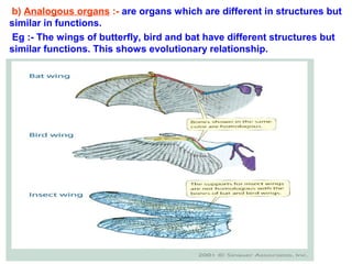 b) Analogous organs :- are organs which are different in structures but
similar in functions.
Eg :- The wings of butterfly, bird and bat have different structures but
similar functions. This shows evolutionary relationship.
 