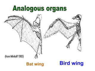 Bat wing Bird wing
 