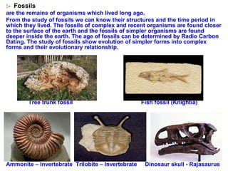 :- Fossils
are the remains of organisms which lived long ago.
From the study of fossils we can know their structures and the time period in
which they lived. The fossils of complex and recent organisms are found closer
to the surface of the earth and the fossils of simpler organisms are found
deeper inside the earth. The age of fossils can be determined by Radio Carbon
Dating. The study of fossils show evolution of simpler forms into complex
forms and their evolutionary relationship.
Tree trunk fossil Fish fossil (Knightia)
Ammonite – Invertebrate Trilobite – Invertebrate Dinosaur skull - Rajasaurus
 
