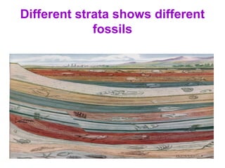 Different strata shows different
fossils
 