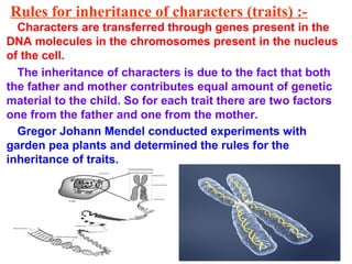 Rules for inheritance of characters (traits) :-
Characters are transferred through genes present in the
DNA molecules in the chromosomes present in the nucleus
of the cell.
The inheritance of characters is due to the fact that both
the father and mother contributes equal amount of genetic
material to the child. So for each trait there are two factors
one from the father and one from the mother.
Gregor Johann Mendel conducted experiments with
garden pea plants and determined the rules for the
inheritance of traits.
 