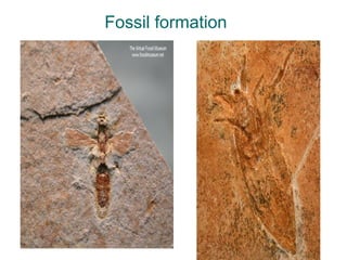 Fossil formation
 