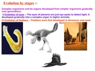 Evolution by stages :-
Complex organisms and its organs developed from simpler organisms gradually
over generations.
i) Evolution of eyes :- The eyes of planaria are just eye spots to detect light. It
developed gradually into a complex organ in higher animals.
ii) Evolution of feathers :- Feathers were first developed in dinosaurs and used
for protection from cold. Later birds used them for flying.
 