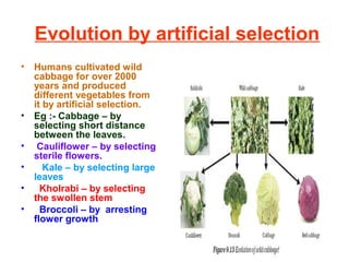 Evolution by artificial selection
• Humans cultivated wild
cabbage for over 2000
years and produced
different vegetables from
it by artificial selection.
• Eg :- Cabbage – by
selecting short distance
between the leaves.
• Cauliflower – by selecting
sterile flowers.
• Kale – by selecting large
leaves
• Kholrabi – by selecting
the swollen stem
• Broccoli – by arresting
flower growth
 