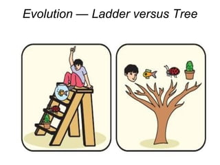 Evolution — Ladder versus Tree
 