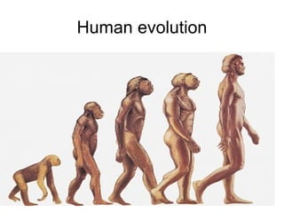 Human evolution
 