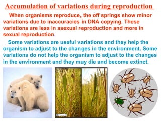 Accumulation of variations during reproduction
When organisms reproduce, the off springs show minor
variations due to inaccuracies in DNA copying. These
variations are less in asexual reproduction and more in
sexual reproduction.
Some variations are useful variations and they help the
organism to adjust to the changes in the environment. Some
variations do not help the organism to adjust to the changes
in the environment and they may die and become extinct.
 