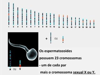 Os espermatozoides 
possuem 23 cromossomas 
- um de cada par 
mais Ciências Naturais o cromossoma 9º ano 
sexual X ou Y. 
 