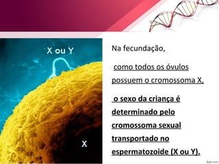 Na fecundação, 
como todos os óvulos 
possuem o cromossoma X, 
o sexo da criança é 
determinado pelo 
cromossoma sexual 
transportado no 
espermatozoide (X ou Y). 
 