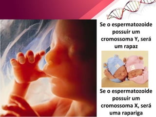 Se o espermatozoide 
possuir um 
cromossoma Y, será 
um rapaz 
Se o espermatozoide 
possuir um 
cromossoma X, será 
uma rapariga Ciências Naturais 9º ano 
 