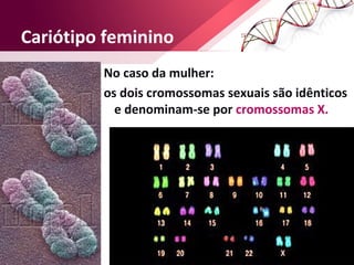 Cariótipo feminino 
No caso da mulher: 
os dois cromossomas sexuais são idênticos 
e denominam-se por cromossomas X. 
Ciências Naturais 9º ano 
 