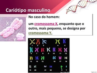Cariótipo masculino 
No caso do homem: 
um cromossoma X, enquanto que o 
outro, mais pequeno, se designa por 
cromossoma Y. 
No caso do homem: 
um cromossoma X, enquanto que o 
outro, mais pequeno, se designa por 
cromossoma Y. 
Ciências Naturais 9º ano 
 