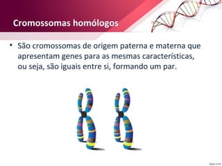 Cromossomas homólogos 
• São cromossomas de origem paterna e materna que 
apresentam genes para as mesmas características, 
ou seja, são iguais entre si, formando um par. 
 