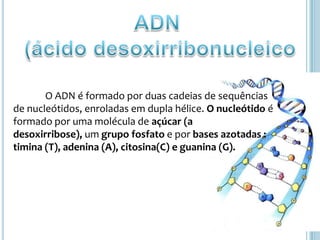 ADN (ácido desoxirribonucleicoO ADN é formado por duas cadeias de sequências de nucleótidos, enroladas em dupla hélice. O nucleótido é formado por uma molécula de açúcar (a desoxirribose), um grupo fosfato e por bases azotadas : timina (T), adenina (A), citosina(C) e guanina (G).
