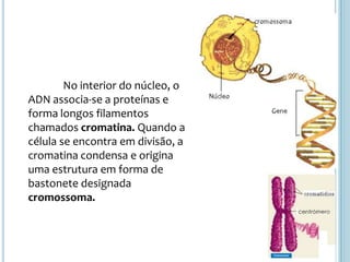 	No interior do núcleo, o ADN associa-se a proteínas e forma longos filamentos chamados cromatina. Quando a célula se encontra em divisão, a cromatina condensa e origina uma estrutura em forma de bastonete designada cromossoma.