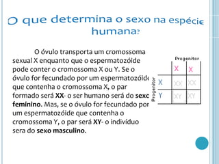 O que determina o sexo na espécie humana?	O óvulo transporta um cromossoma sexual X enquanto que o espermatozóide pode conter o cromossoma X ou Y. Se o óvulo for fecundado por um espermatozóide que contenha o cromossoma X, o par formado será XX- o ser humano será do sexo feminino. Mas, se o óvulo for fecundado por um espermatozóide que contenha o cromossoma Y, o par será XY- o indivíduo sera do sexo masculino.